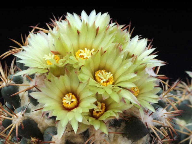 Coryphantha elephantidens 