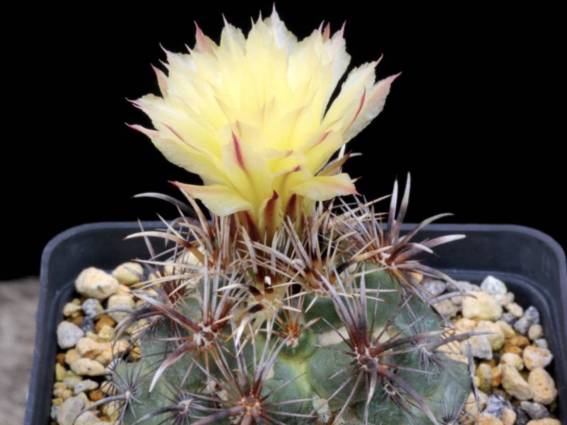 Coryphantha kracikii 