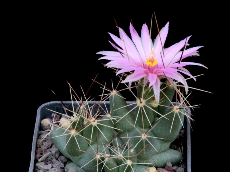 Coryphantha macromeris ssp. runyonii DJF 1035.45-17