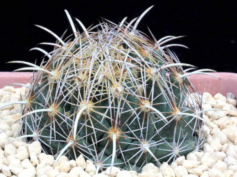 Coryphantha obscura SB 714