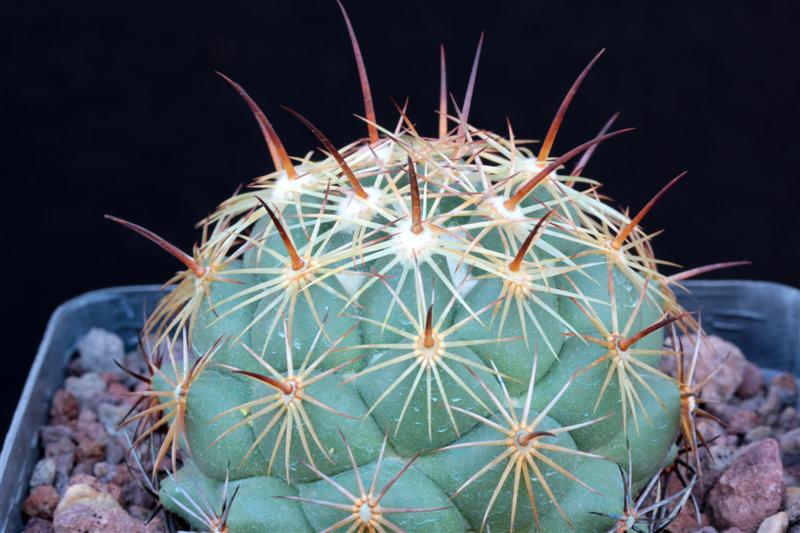 Coryphantha pallida 