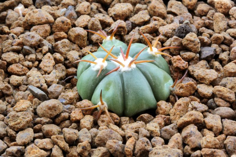 Echinocactus horizonthalonius 