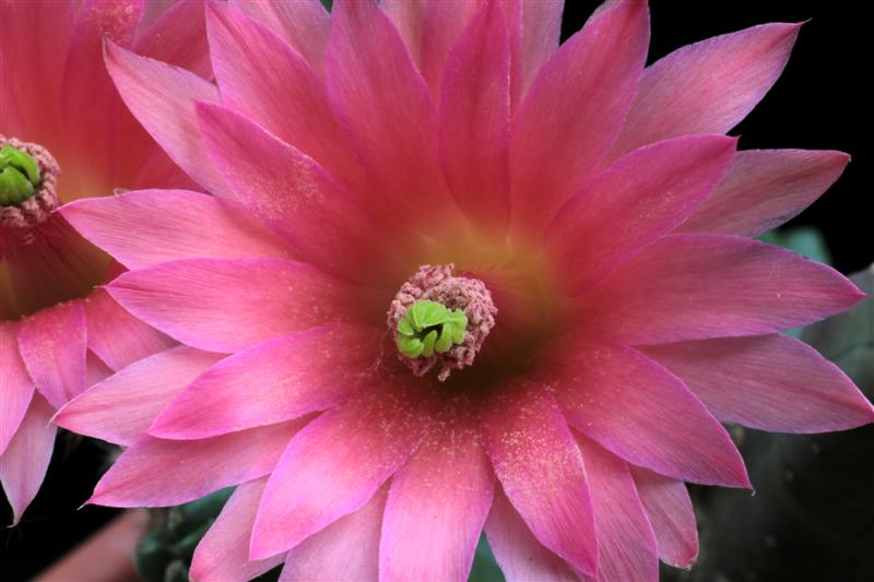 Echinocereus  scheeri ssp. gentryi 