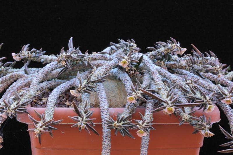 Euphorbia cylindrifolia ssp. tuberifera 