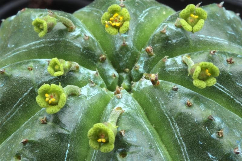 Euphorbia meloformis 