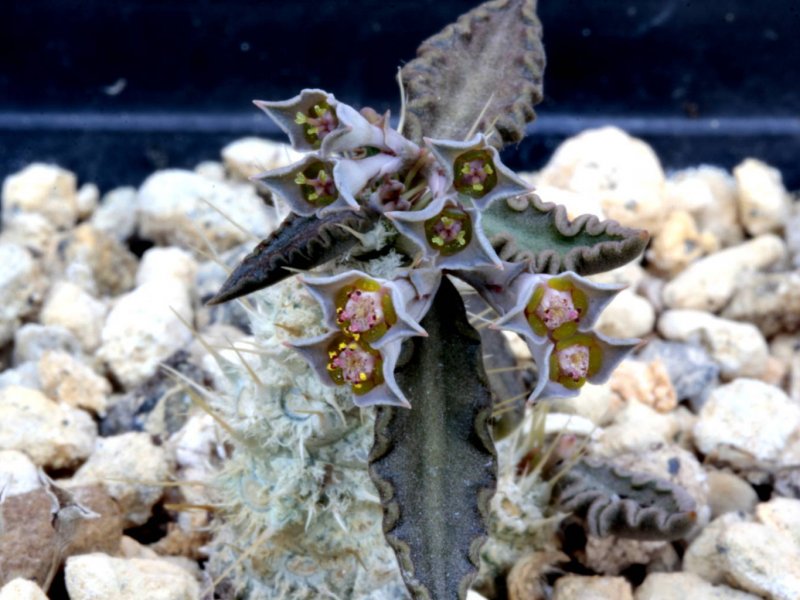 Euphorbia tulearensis 