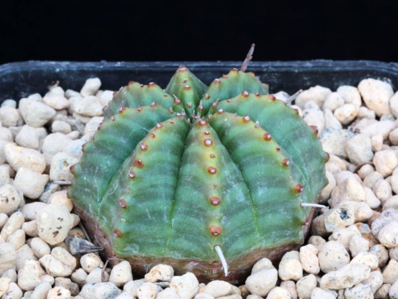 Euphorbia valida 