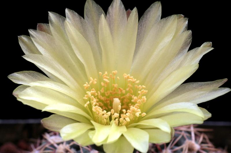 Gymnocalycium hyptiacanthum ssp. netrelianum 