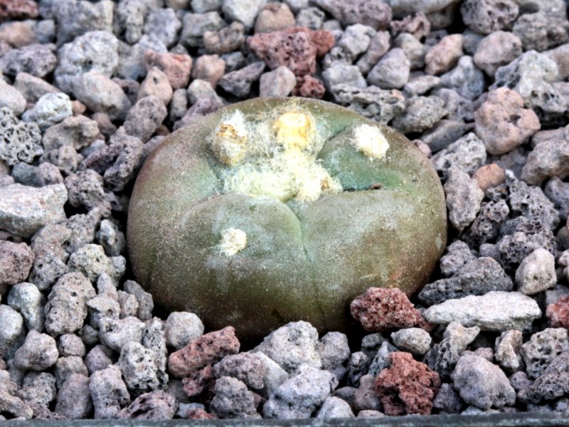 Lophophora alberto-vojtechii KSM 762