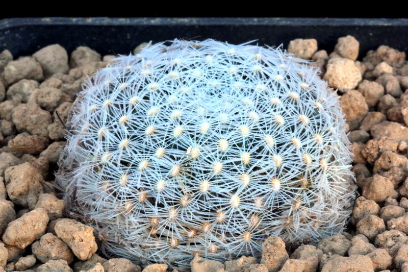 Mammillaria boedekeriana 