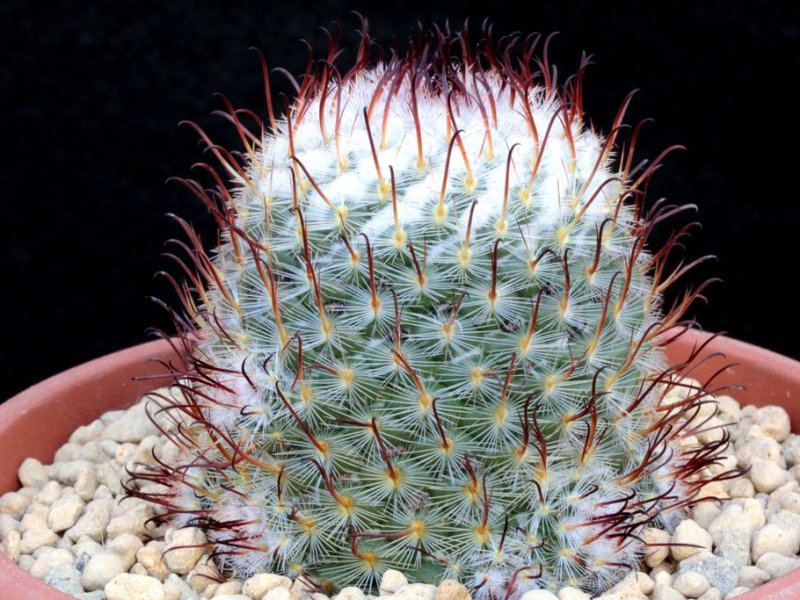 Mammillaria bombycina cv. split spine 