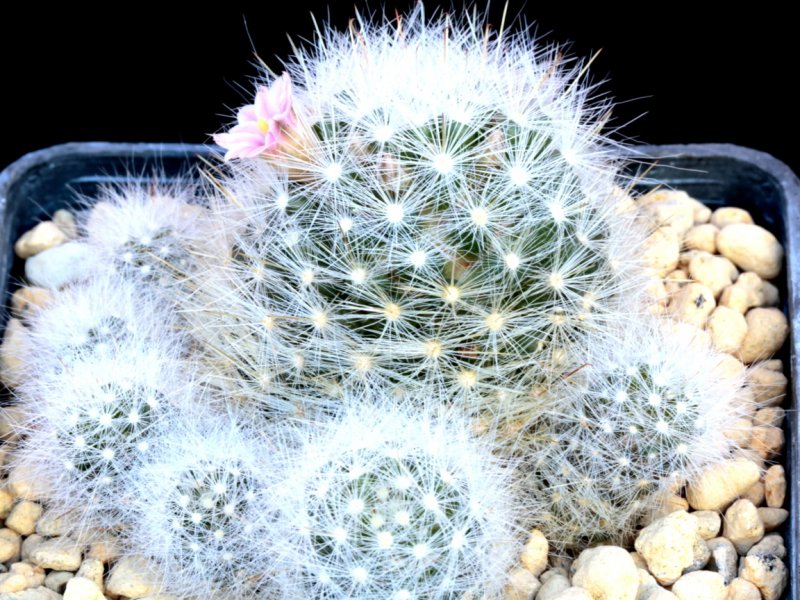 Mammillaria glassii 