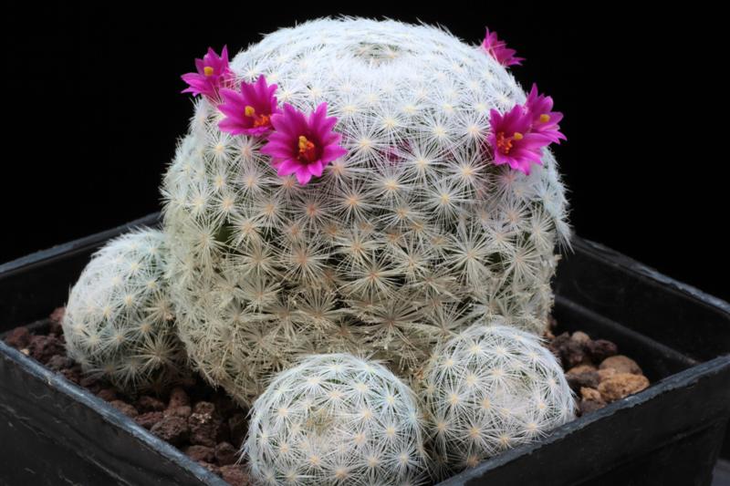 Mammillaria humboldtii 