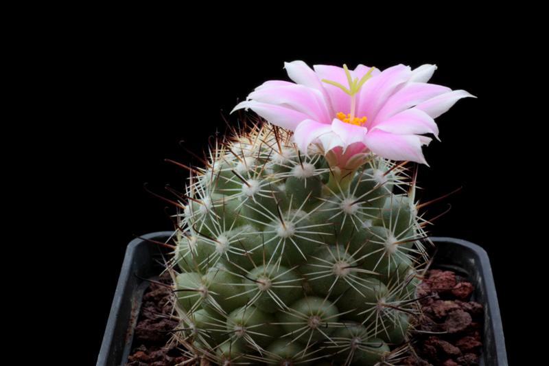 Mammillaria insularis 