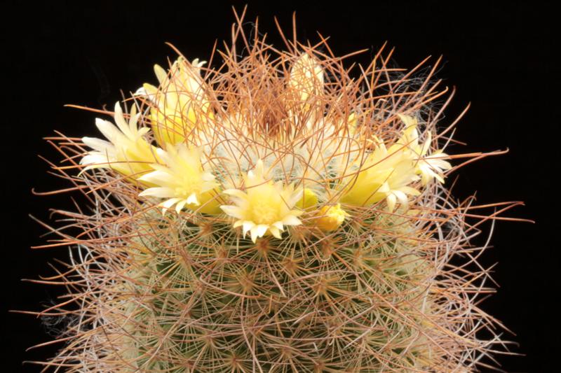 Mammillaria rekoi ssp. leptacantha 