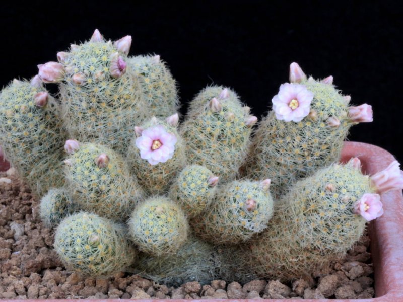 Mammillaria schiedeana ssp. giselae 