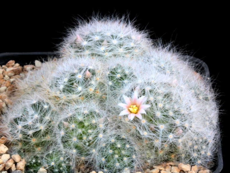 Mammillaria glassii 