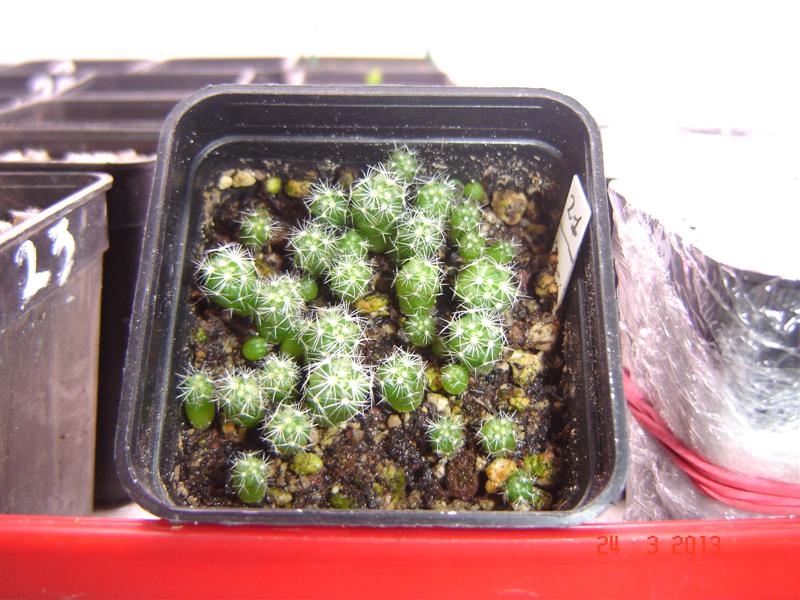 mammillaria stampferi