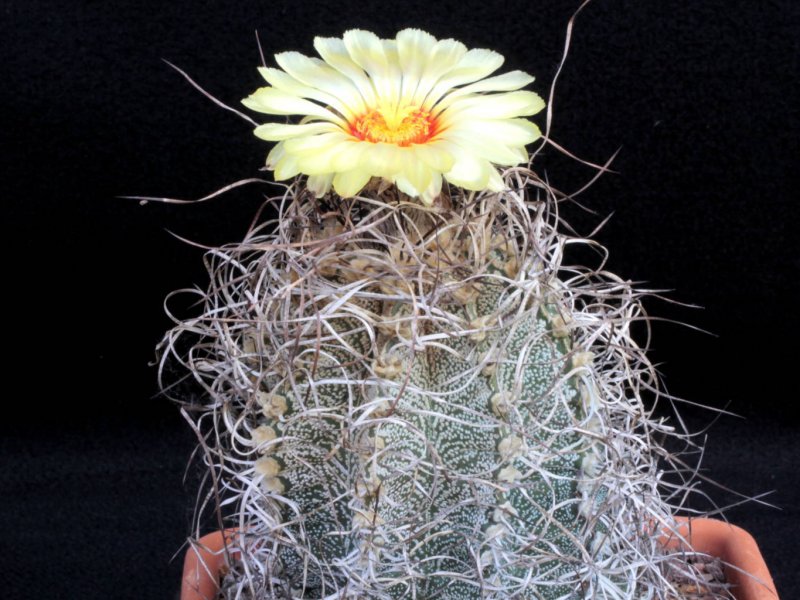 Astrophytum capricorne 