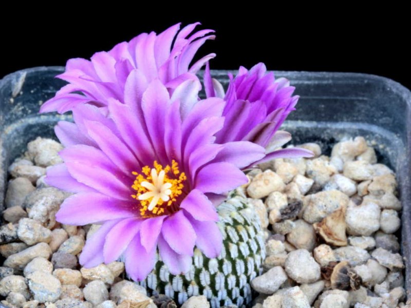 Turbinicarpus pseudopectinatus ssp. jarmilae FPAN 284