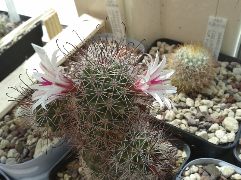 Mammillaria fraileana 