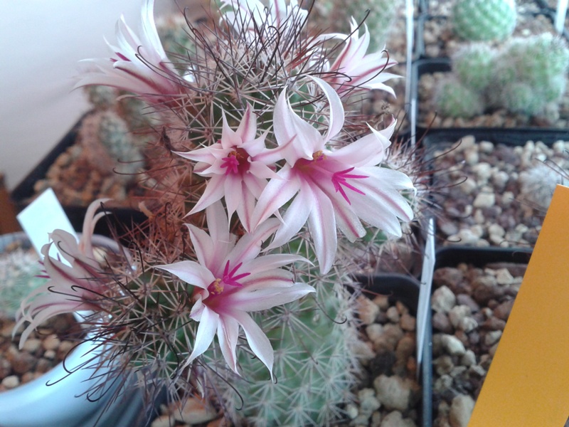 Mammillaria fraileana 