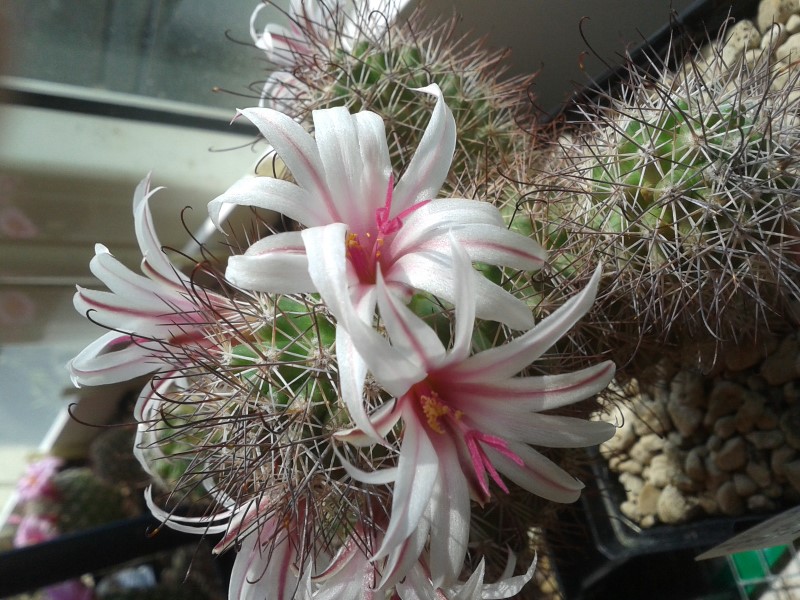 Mammillaria fraileana 