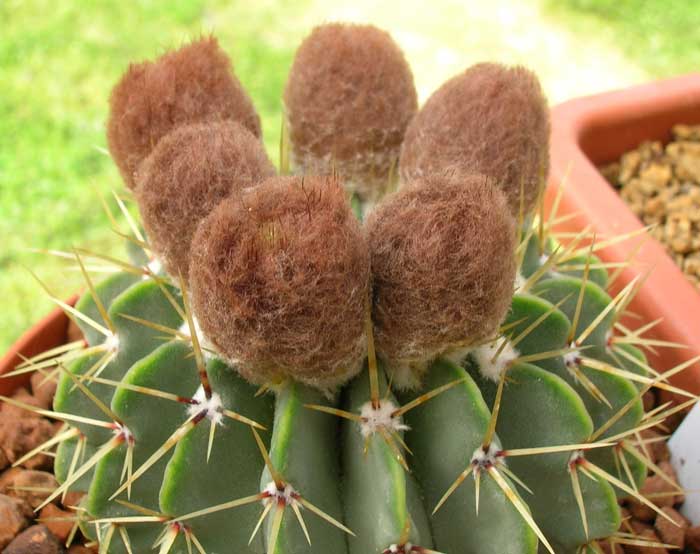 Parodia buiningii 