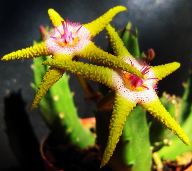 Stapelia flavopurpurea 