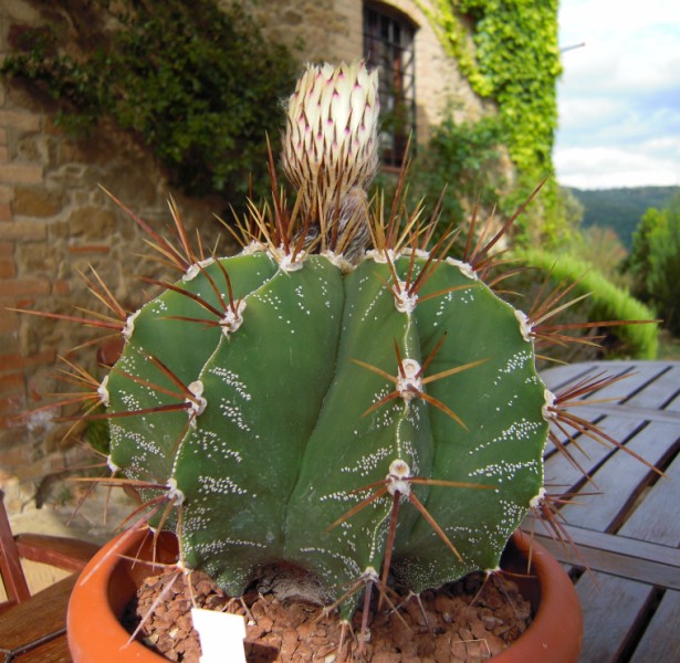 Astrophytum ornatum 