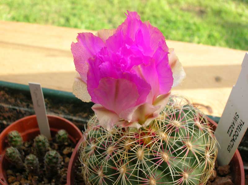 Thelocactus schwarzii 