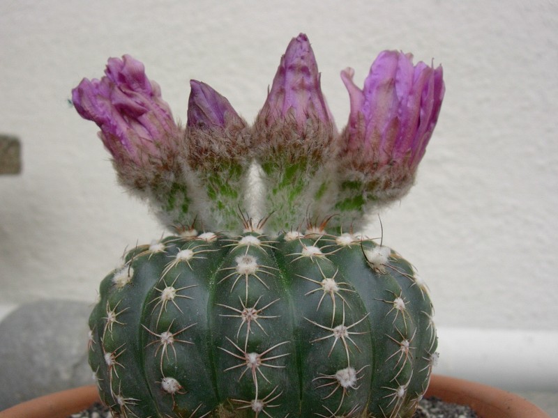 Parodia werneri 