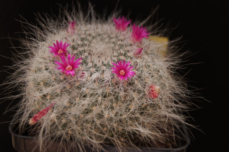 Mammillaria hahniana 