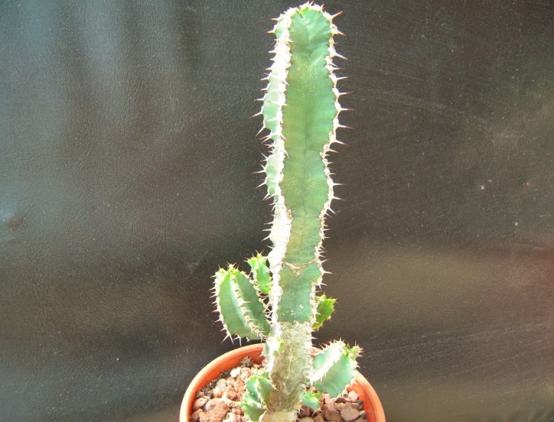 Euphorbia polyacantha 