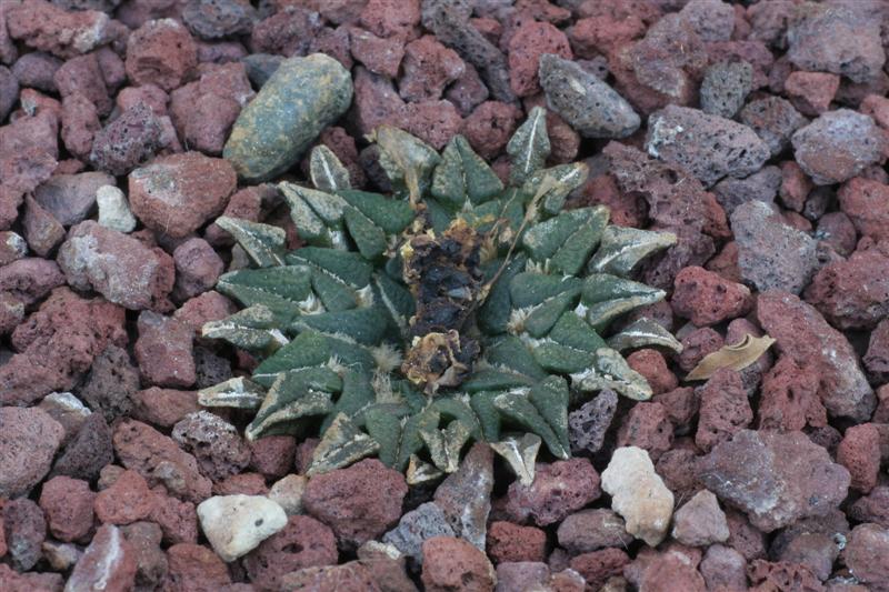 Ariocarpus kotschoubeyanus v. macdowellii 