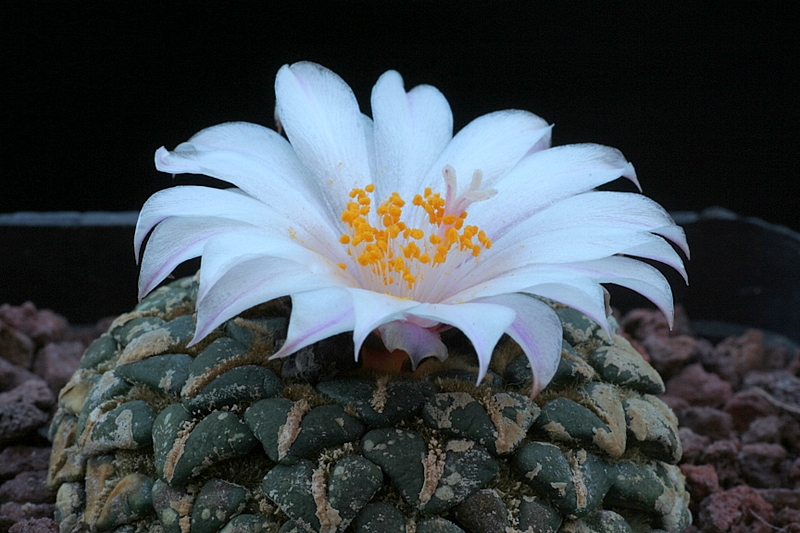 Ariocarpus kotschoubeyanus v. albiflorus 