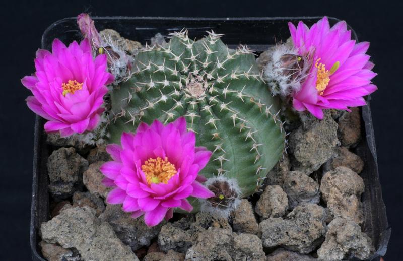 Echinocereus pulchellus v. amoenus f. aguirrei 