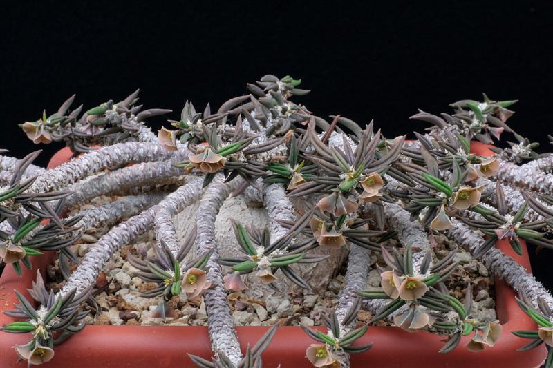 Euphorbia cylindrifolia ssp. tuberifera 