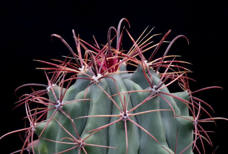 Ferocactus ssp. 