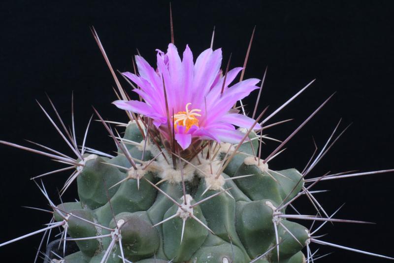 Thelocactus rinconensis ssp. freudenbergeri 