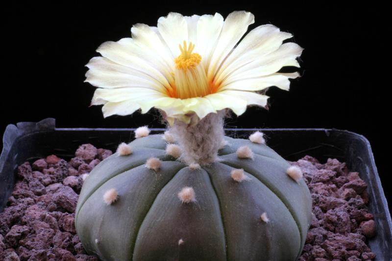 astrophytum asterias v. nudum cv. super kabuto