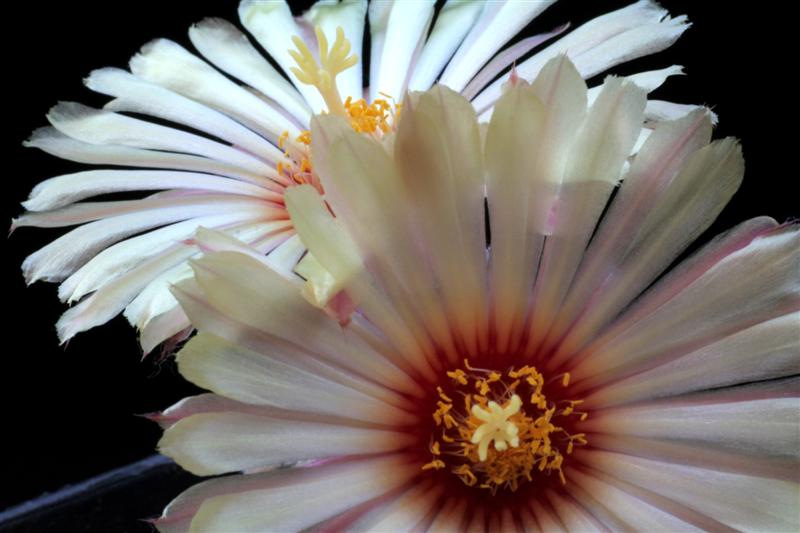 Astrophytum asterias cv. super kabuto hanazono 