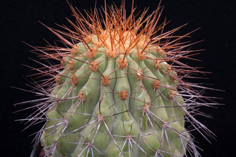 Copiapoa cinerea v. haseltoniana 