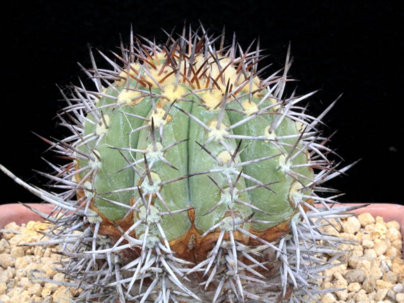 Copiapoa echinoides 