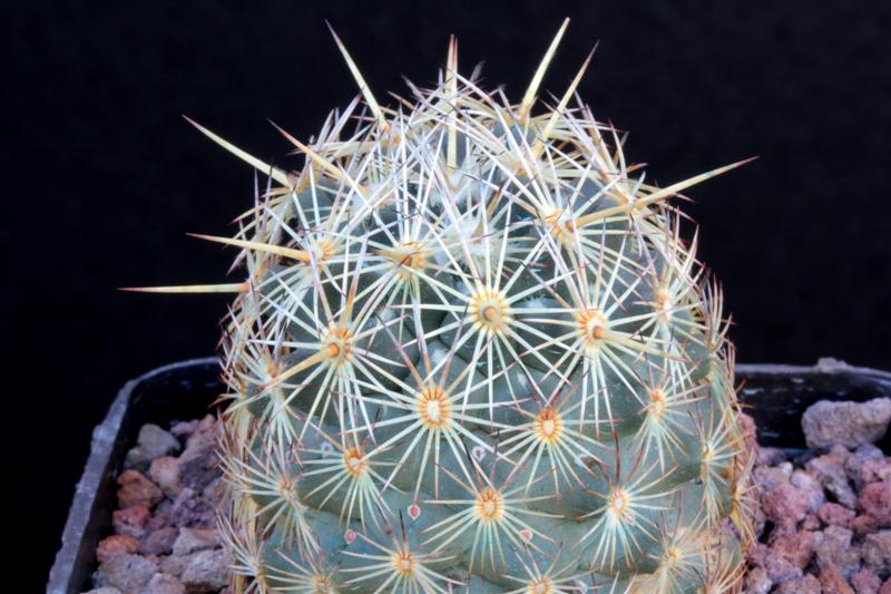 Coryphantha echinoidea 