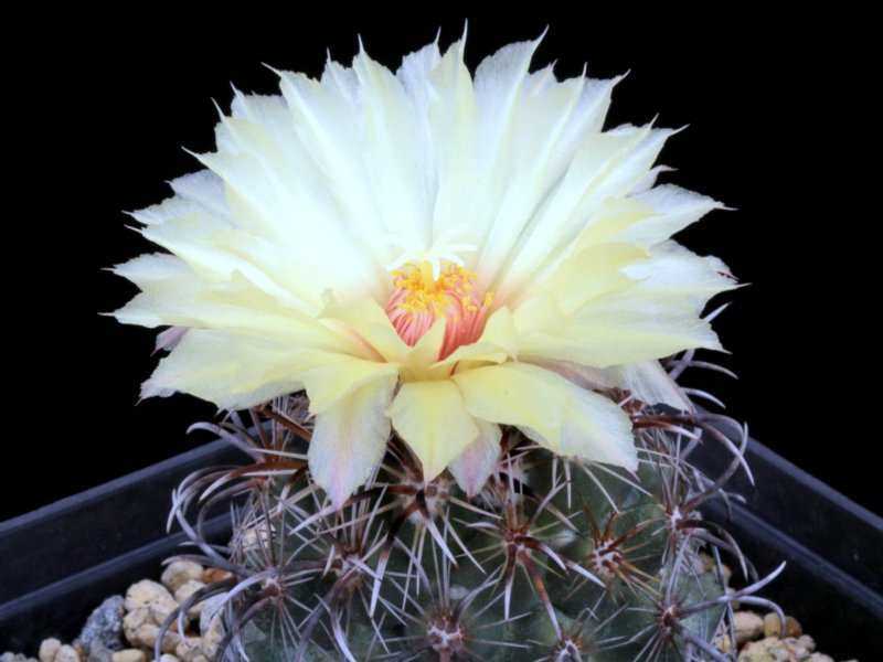 Coryphantha kracikii 