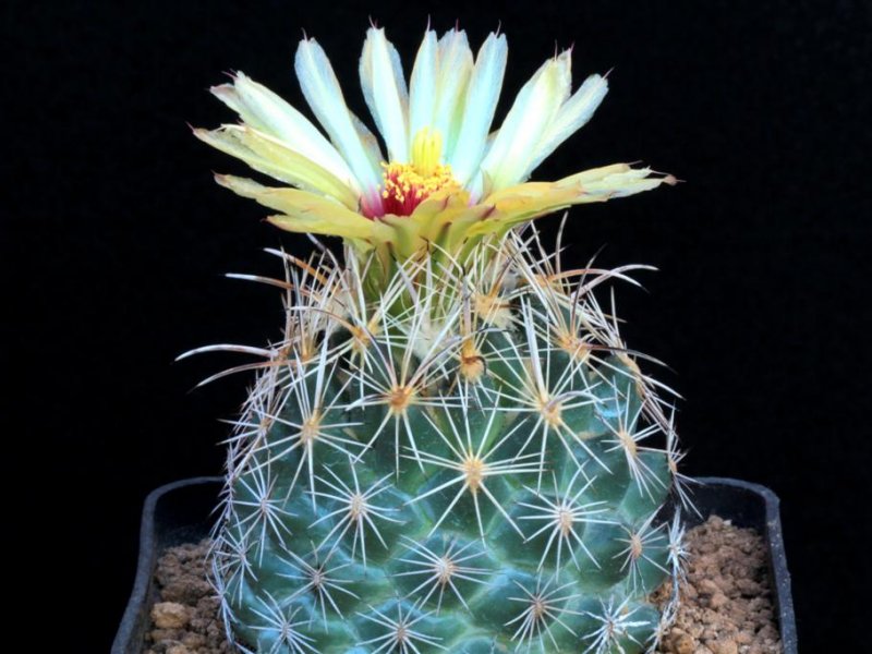 Coryphantha obscura SB 714