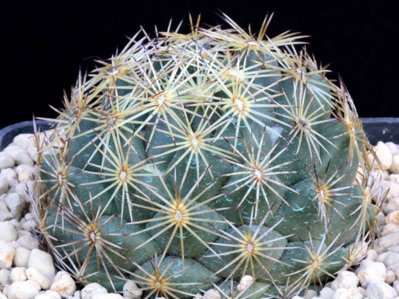 Coryphantha retusa 