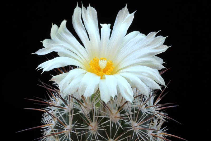 Coryphantha werdermannii ssp. unguispina 