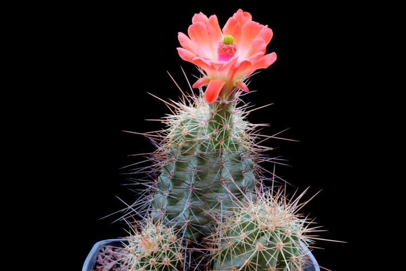 Echinocereus coccineus ssp. rosei SB 850